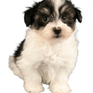 Havanese